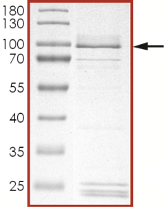 EGFR (L718Q), Active